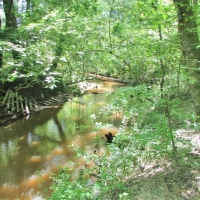 247 Acres Timberland  Recreation Land for Sale Kemper Co MS