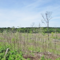 247 Acres Timberland  Recreation Land for Sale Kemper Co MS images 3