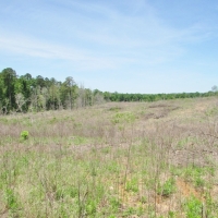 247 Acres Timberland  Recreation Land for Sale Kemper Co MS images 6