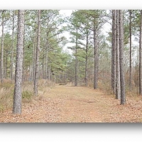 109.5 Acres in Rankin County at Springwater Ranch in Brandon  MS images 2