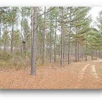 109.5 Acres in Rankin County at Springwater Ranch in Brandon  MS images 3