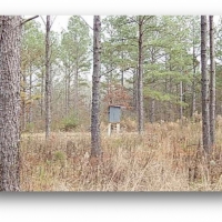 109.5 Acres in Rankin County at Springwater Ranch in Brandon  MS images 5
