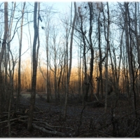 95.6 Acres in Issaquena County in Rolling Fork  MS images 3