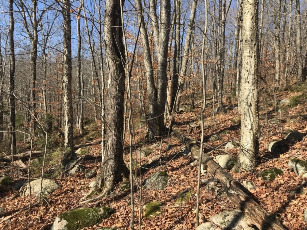 102 acres Timberland and Hunting Land in Fine NY Ridge Road featured image