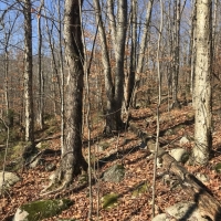 102 acres Timberland and Hunting Land in Fine NY Ridge Road