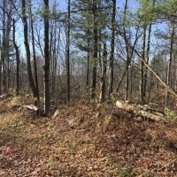 102 acres Timberland and Hunting Land in Fine NY Ridge Road images 4