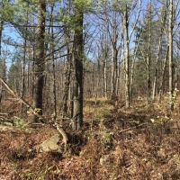 102 acres Timberland and Hunting Land in Fine NY Ridge Road images 3
