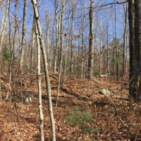 102 acres Timberland and Hunting Land in Fine NY Ridge Road images 6