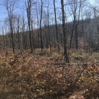 102 acres Timberland and Hunting Land in Fine NY Ridge Road images 5
