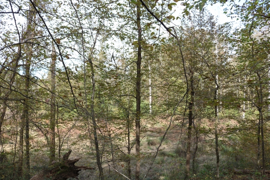 242.5 Acres in Montgomery County in Winona  MS featured image