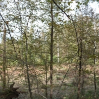 242.5 Acres in Montgomery County in Winona  MS