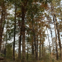 242.5 Acres in Montgomery County in Winona  MS images 3