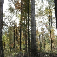 242.5 Acres in Montgomery County in Winona  MS images 4