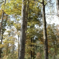 242.5 Acres in Montgomery County in Winona  MS images 5
