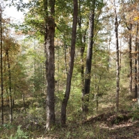 242.5 Acres in Montgomery County in Winona  MS images 6