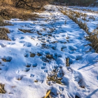 52  - Acres Trempealeau County  WI images 2