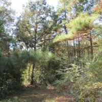 Hwy 98 and Dogwood Trail images 2