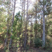 Hwy 98 and Dogwood Trail images 3