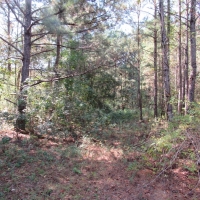 Hwy 98 and Dogwood Trail images 4