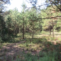 Hwy 98 and Dogwood Trail images 5