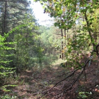 Hwy 98 and Dogwood Trail images 6