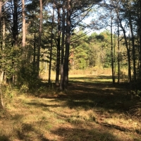 132 Acres in Copiah County in Hermanville  MS