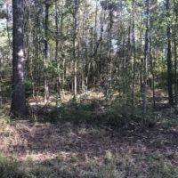 132 Acres in Copiah County in Hermanville  MS images 3