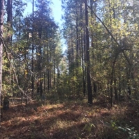 132 Acres in Copiah County in Hermanville  MS images 5