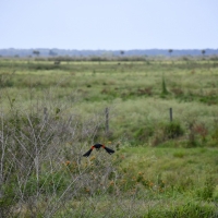 Sunray Farms images 5