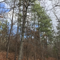 Coldwater Mountain Timber Property
