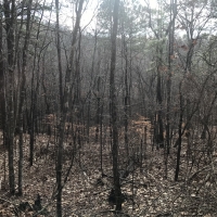 Coldwater Mountain Timber Property images 3