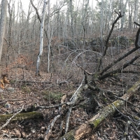 Coldwater Mountain Timber Property images 5