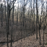 Coldwater Mountain Timber Property images 6