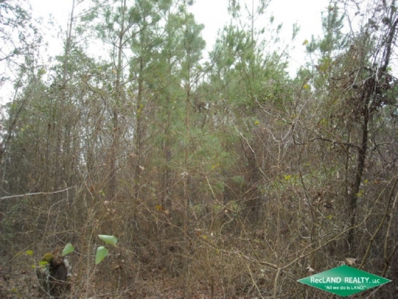 11.1 ac - Pine Timberland Tract featured image