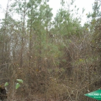 11.1 ac - Pine Timberland Tract
