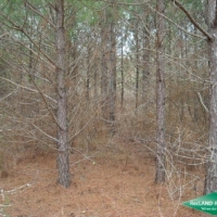 11.1 ac - Pine Timberland Tract images 2