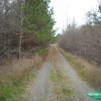 11.1 ac - Pine Timberland Tract images 3
