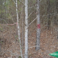 11.1 ac - Pine Timberland Tract images 4