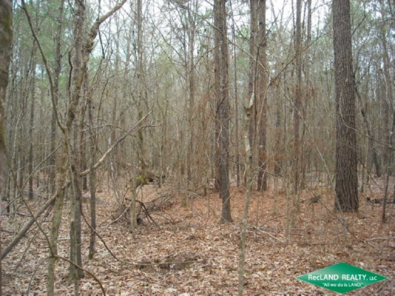 10 ac - Timber Hunting near Black Lake - Hunting Land for Sale