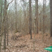 10 ac - Timber &nbsp; Hunting near Black Lake