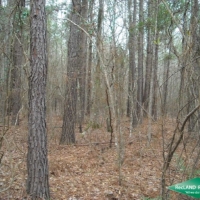 10 ac - Timber &nbsp; Hunting near Black Lake images 2
