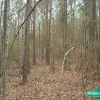 10 ac - Timber &nbsp; Hunting near Black Lake images 3