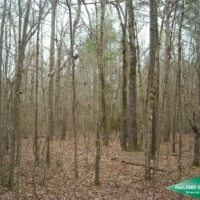 10 ac - Timber &nbsp; Hunting near Black Lake images 4