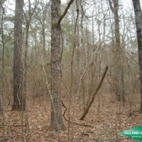 10 ac - Timber &nbsp; Hunting near Black Lake images 5