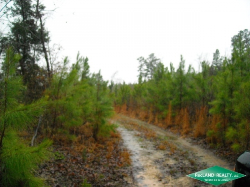 80 ac - Young Pine Plantation near Vivian featured image