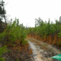 80 ac - Young Pine Plantation near Vivian