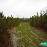 80 ac - Young Pine Plantation near Vivian images 2