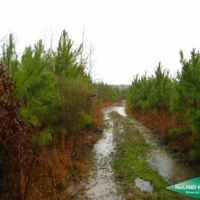 80 ac - Young Pine Plantation near Vivian images 3