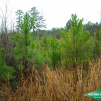 80 ac - Young Pine Plantation near Vivian images 4