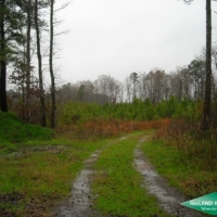 80 ac - Young Pine Plantation near Vivian images 5